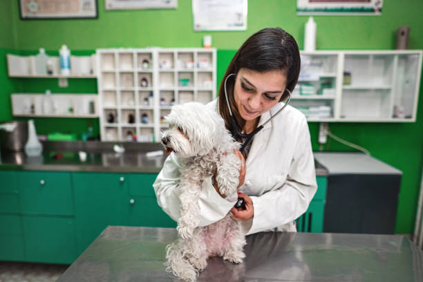 istock Experienced veterinarian examining dog at veterinary office 1385121854
