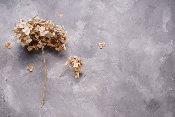 istock Hydrangea, hortesia dried flowers on a gray background, space for text, top view. 1385123240