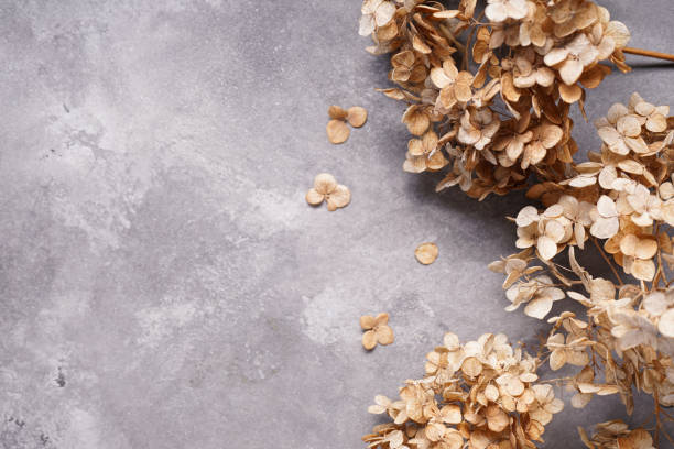 istock Hydrangea, hortesia dried flowers on a gray background, space for text, top view. Close-up. 1385123253