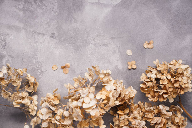 istock Hydrangea, hortesia dried flowers on a gray background, space for text. Top view. 1385123327