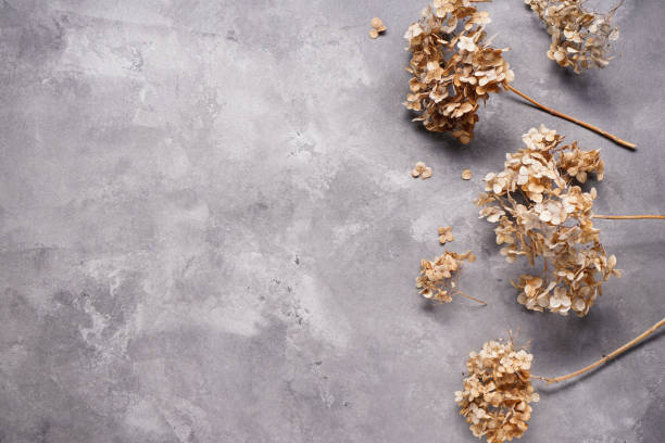 istock Hydrangea, hortesia dried flowers on a gray background, space for text. Top view. 1385123357