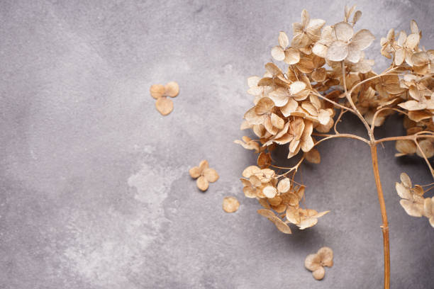 istock Hydrangea, hortesia dried flowers on a gray background, space for text, top view. Close-up. 1385123393