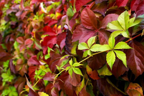 istock curly branches plant red green yellow leaves 1385123495