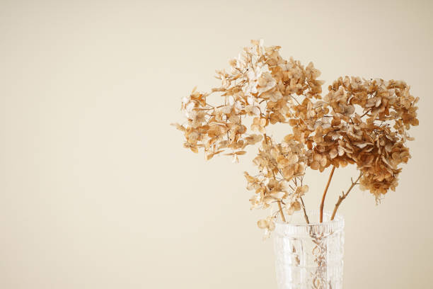 Hydrangea, hortensia dried flowers, space for text. Pastel, natural colors. Vintage style. stock photo