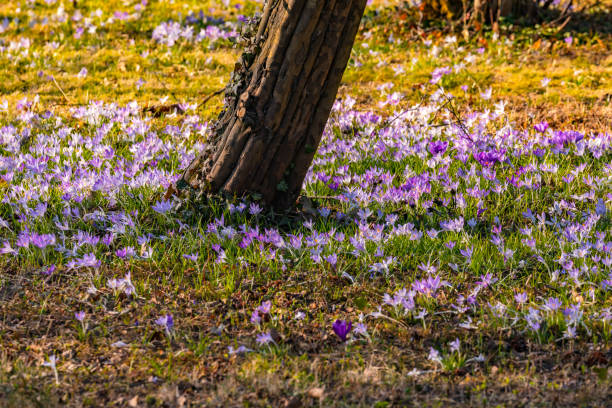 A sea of blossoms of purple crocuses in spring under a tree in a lawn in Germany A fairytale meadow full of purple crocuses under a tree in Germany crocus tommasinianus stock pictures, royalty-free photos & images