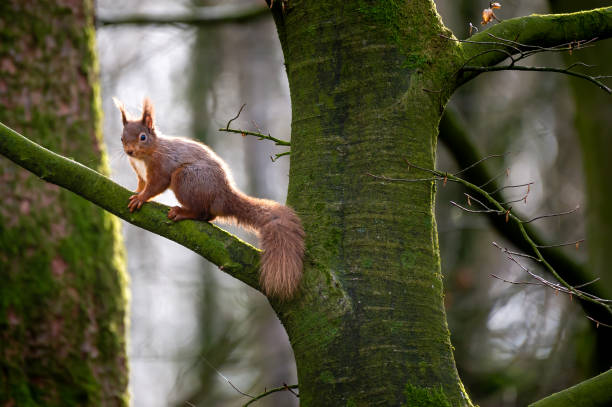 un écureuil roux sur une branche d’arbre dans un bois - moss side photos et images de collection