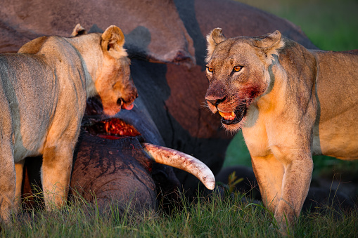 Two female lions feasting on an elephant.