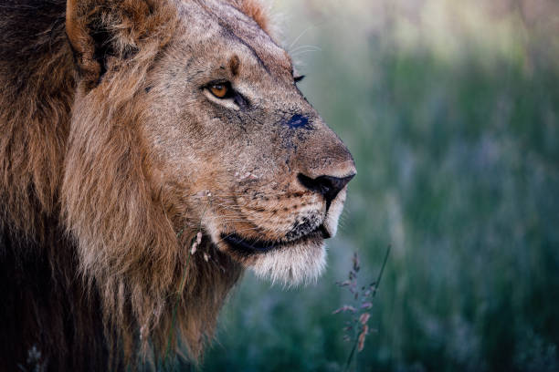 istock Male Lion Close-up 1385124409