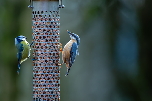 A Nuthatch and a Blue Tit on a feeder filled with peanuts in deciduous woodland in Scotland on spring day