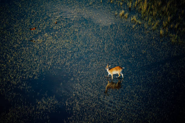Antelope in Floodplain from the Air