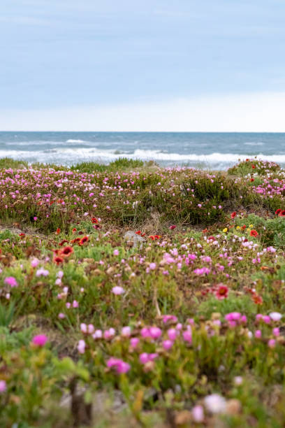 istock Flower field  by the ocean 1385127065
