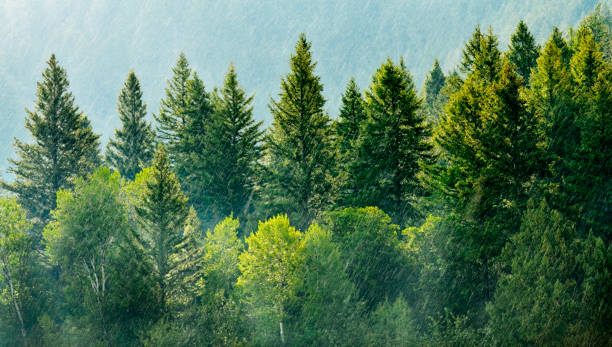 Pine Forest During Rainstorm Lush Trees Green Growth stock photo