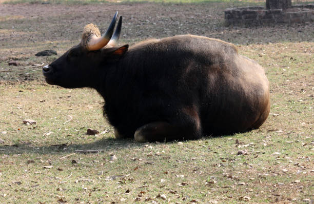 istock Gaur or Indian bison (Bos gaurus gaurus) enjoying sunlight in a zoo on a cold winter day : pix SShukla 1385132688