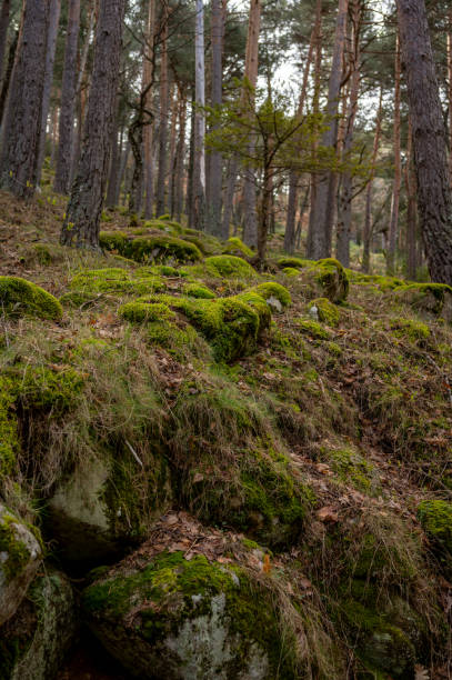 istock View of the tall pines on a summer day 1385133461
