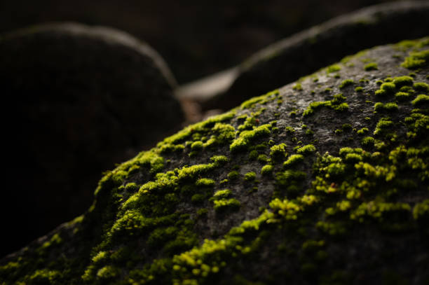 istock Beautiful green moss close up, Moss texture, Moss abstract background. 1385133584