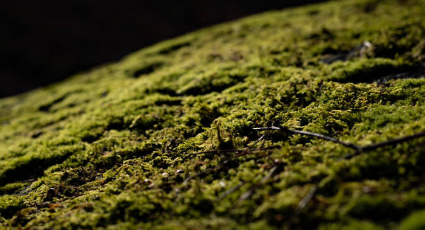 istock Beautiful green moss close up, Moss texture, Moss abstract background. 1385133595