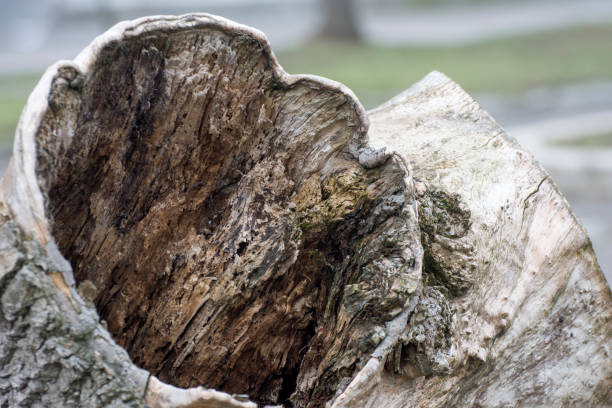 young trees grow from an old birch stump in the forest