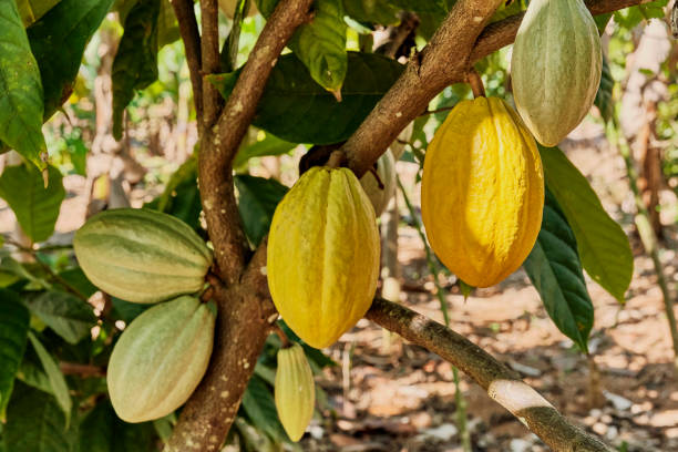 istock Fruits of chocolate cocoa tree close-up 1385134687