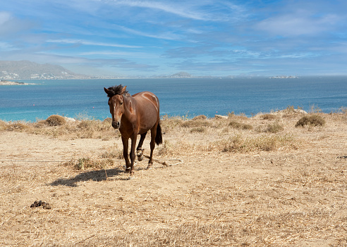 a lone horse is tethered on a hillside overlooking the ocean in Naxos.