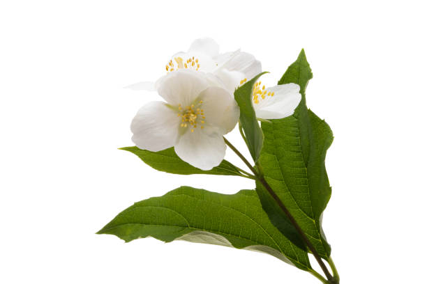 istock beautiful jasmine flowers isolated 1385135138