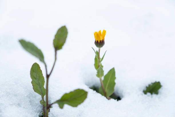 istock yellow flower overgrown in snow 1385137248