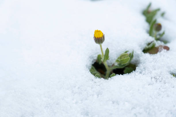yellow flower overgrown in snow