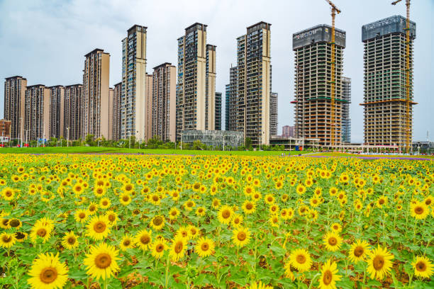 istock sunflowers in the city 1385137644