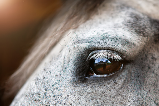 Horse grazing side view portrait.