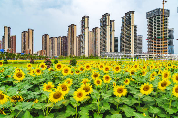 istock sunflowers in the city 1385139180