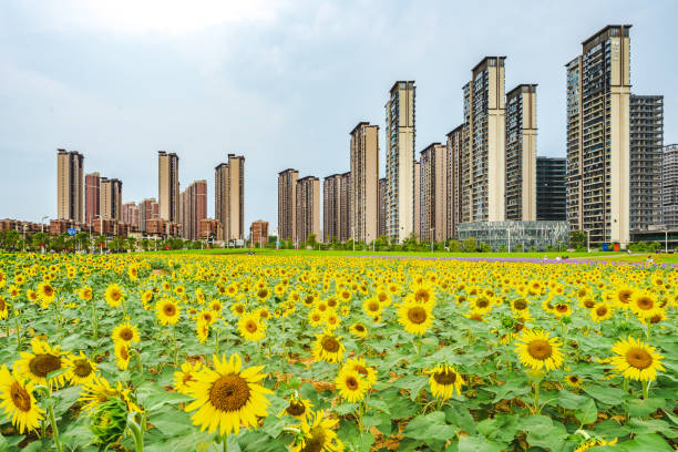 istock sunflowers in the city 1385139339