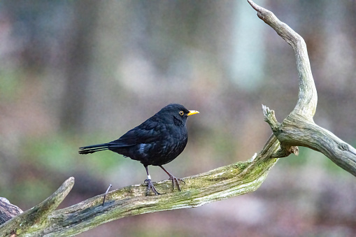 Blackbird on a branch in Gosforth.