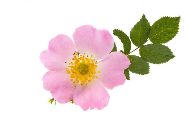 istock beautiful wild rose flowers isolated 1385139821