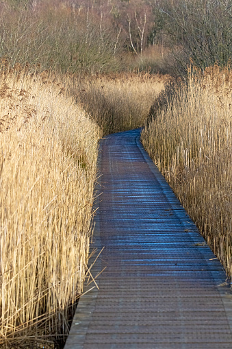 Boardwalk through a nature reserve edged with reeds in Gosforth.