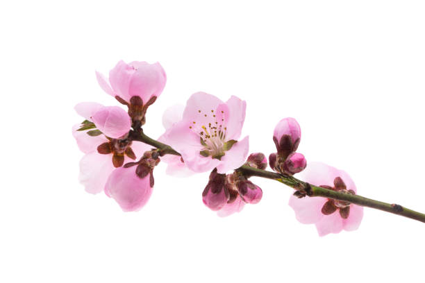 istock beautiful sakura flowers isolated 1385141249