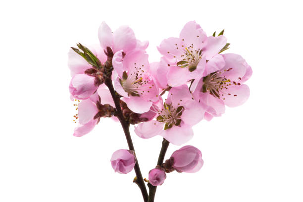 istock beautiful sakura flowers isolated 1385147872