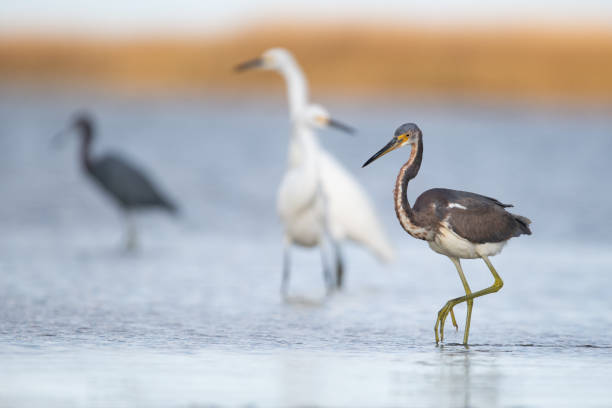 garça tricolor em uma caminhada matinal - tricolored heron - fotografias e filmes do acervo