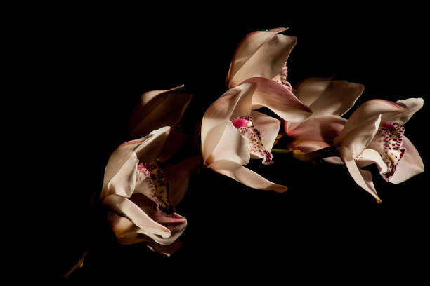 istock Cymbidium Orchid Flowers 8840 1385150353