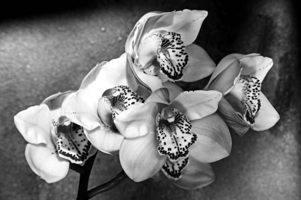 istock Cymbidium Orchid Flowers  8845 1385150358