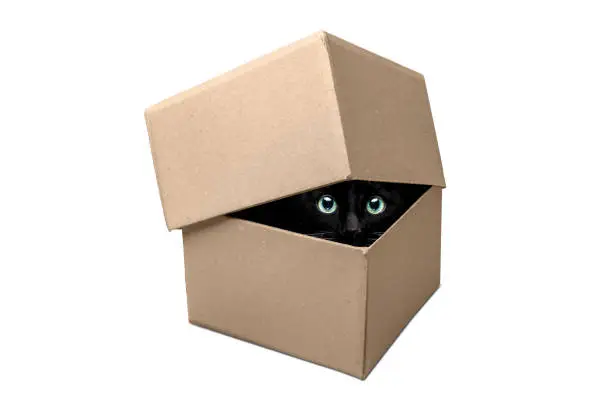 A cat is hiding inside a cardboard box. The eyes of the cat are looking at the camera out of a gap under the lid. Isolated on a white background.
