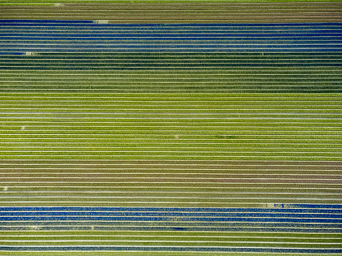 Hyacinth flowers blossoming in an agricultural field during springtime seen from above in the Noordoostpolder, Flevoland, The Netherlands.