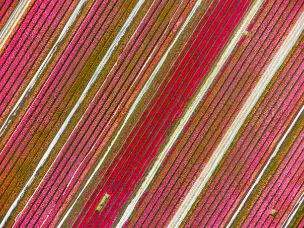 istock Tulips blossoming in a field during springtime seen from above 1385150815