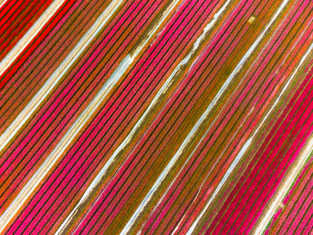 istock Tulips blossoming in a field during springtime seen from above 1385150894
