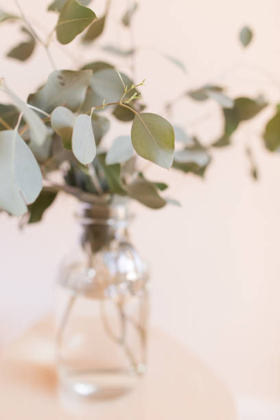 istock Intricate Sage Green-Colored Eucalyptus Branches in Front of a Neutral Light Background 1385151191