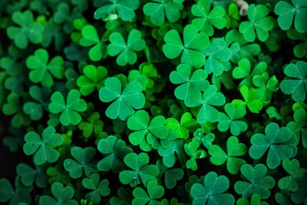 hojas de trébol para fondo verde con rocas de tres hojas. - trébol fotografías e imágenes de stock