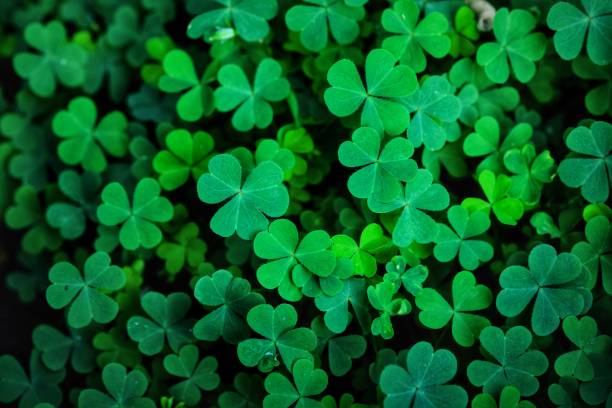 Clover Leaves for Green background with three-leaved shamrocks. Clover Leaves for Green background with three-leaved shamrocks. st patrick's day background, holiday symbol. clover leaf stock pictures, royalty-free photos & images