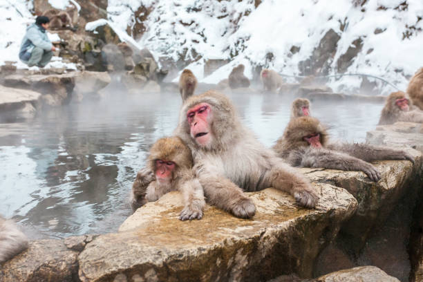 istock Snow monkeys sitting in a hot spring, Japan. 1385152836