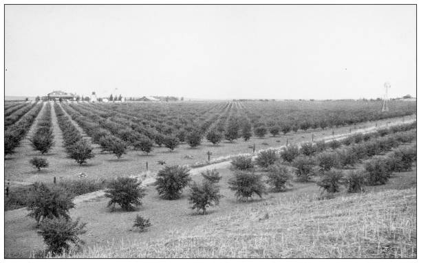 Antique travel photographs of California: Agriculture