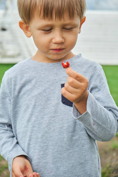 Child 4 years old holding and eating raspberries in the backyard