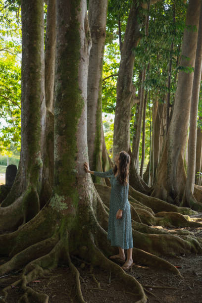 istock Female hiker admires trees in lush, tropical rainforest 1385154225