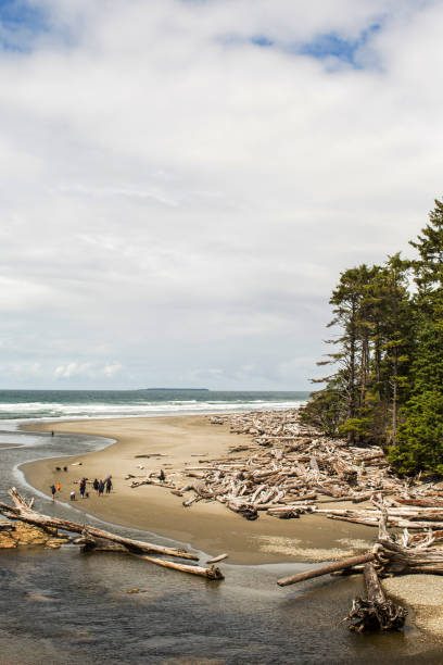 istock A wild beach strewn with driftwood 1385155801